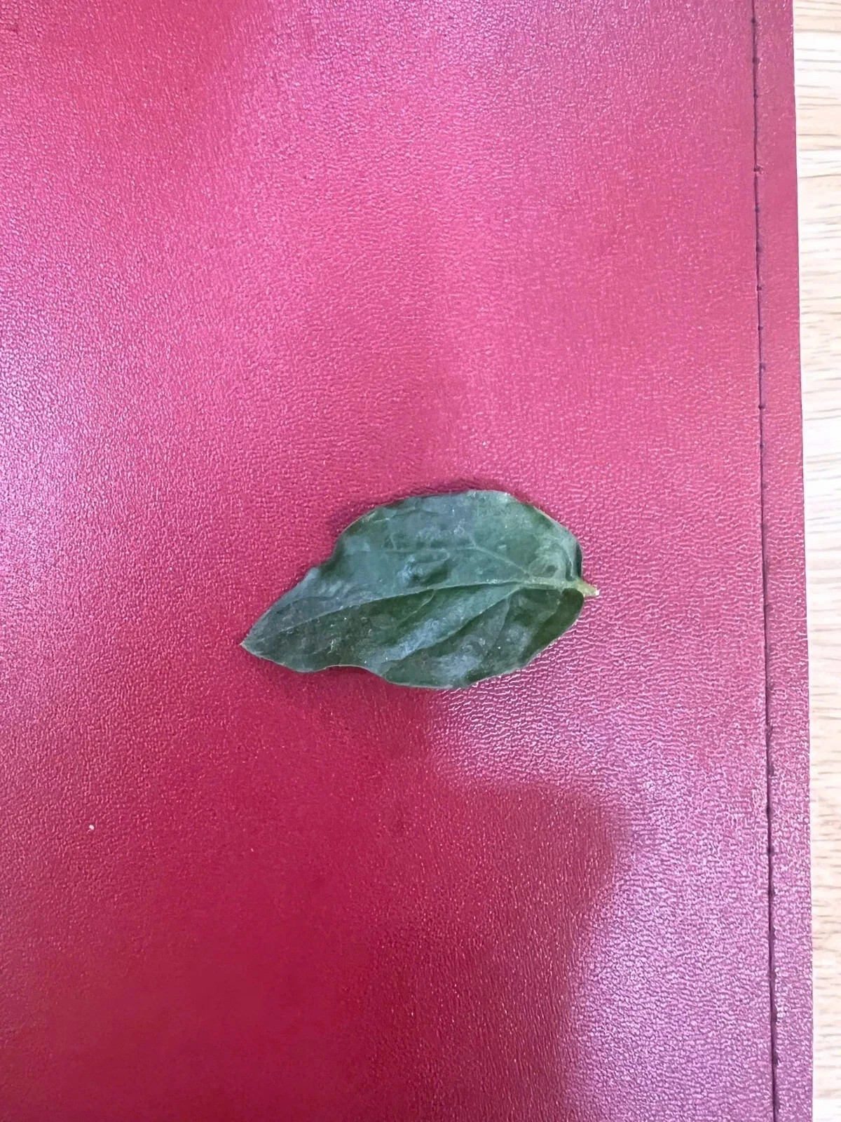 1 dried jasmine leaf on red font yellow blue duong dan don new green hair